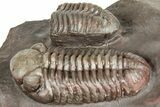 Colorful Austerops Trilobite Fossil - Jorf, Morocco #328589-3